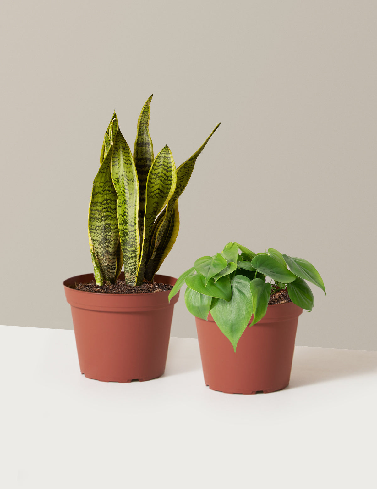 bundle | Medium | Grow Pot