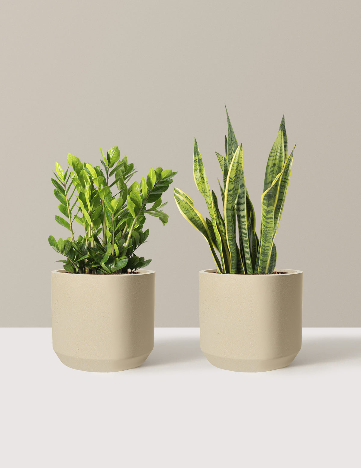 files/the-sill_Low-Light-Duo_Large_Mexia-Sand_Variant.jpg