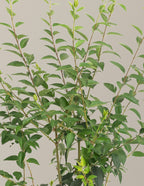 Lynwood Gold Forsythia Shrub