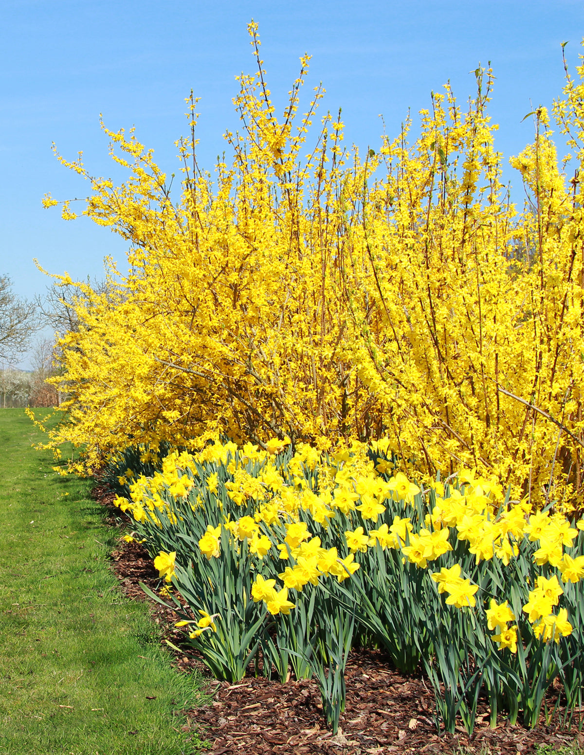 files/the-sill_Lynwood-Gold-Forsythia_stock-image_1299995417.jpg