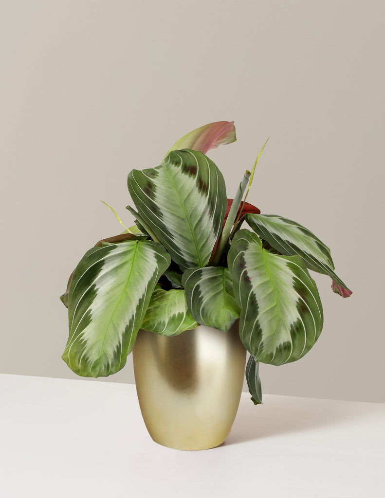 How to care for a Maranta Silver