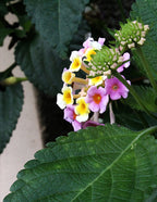 Mary Ann Lantana