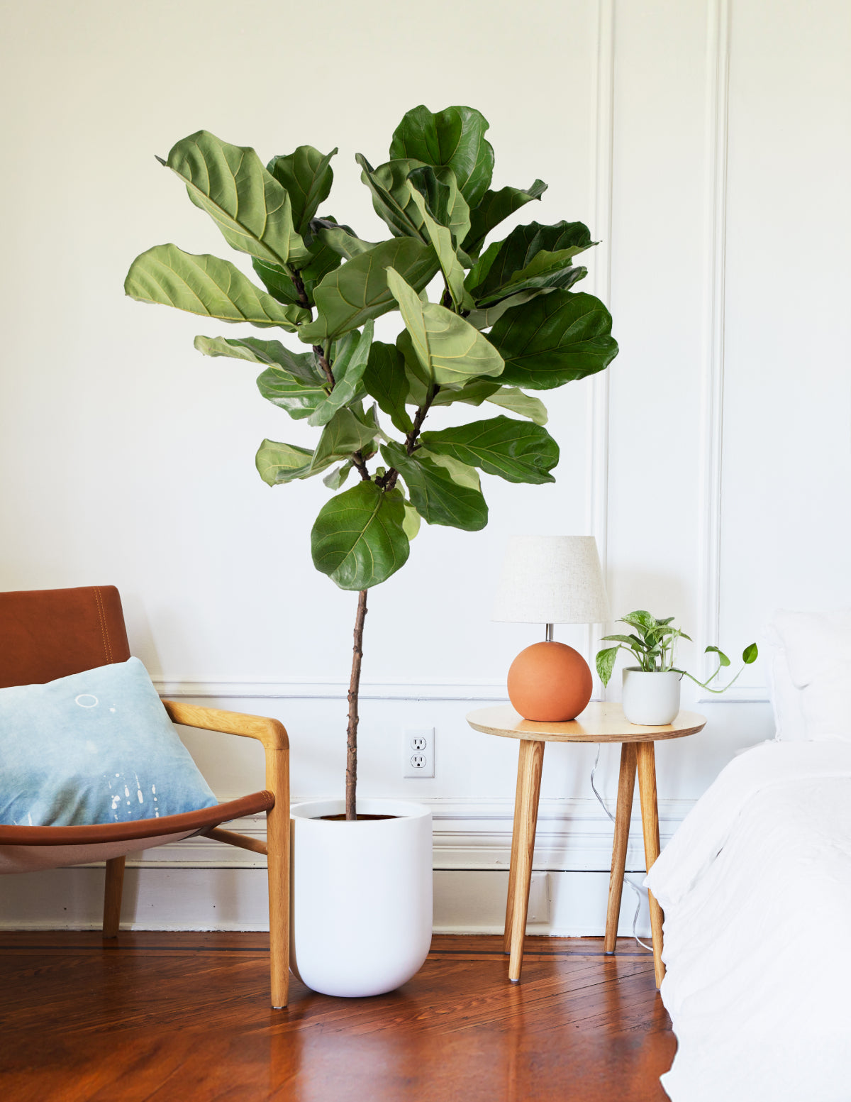 files/the-sill_Massive-Fiddle-Leaf-Fig-Tree_Lifestyle_c9cfa9b4-dd85-4981-af72-726eae7005ed.jpg