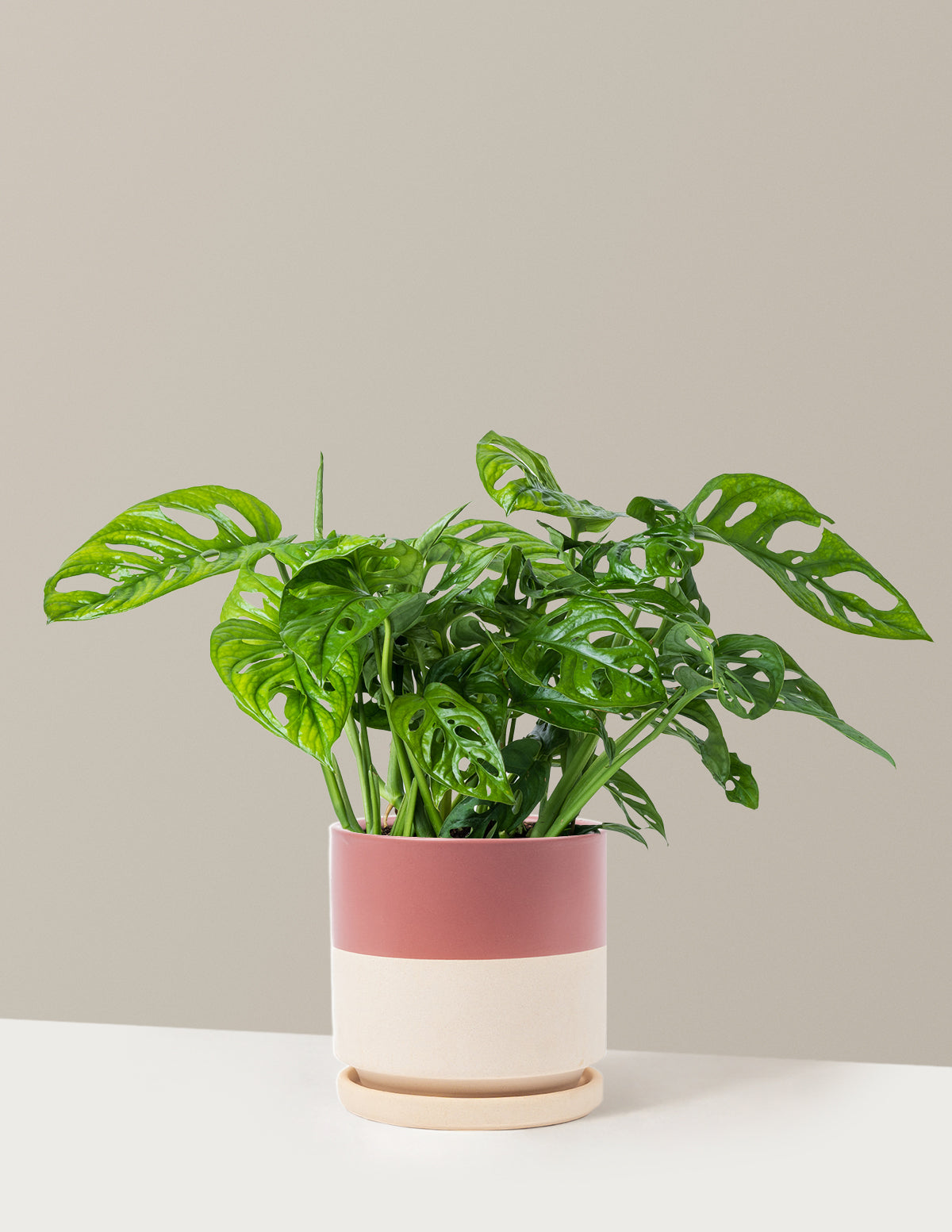 bundle | Medium | Isabella | Half Dusty Rose