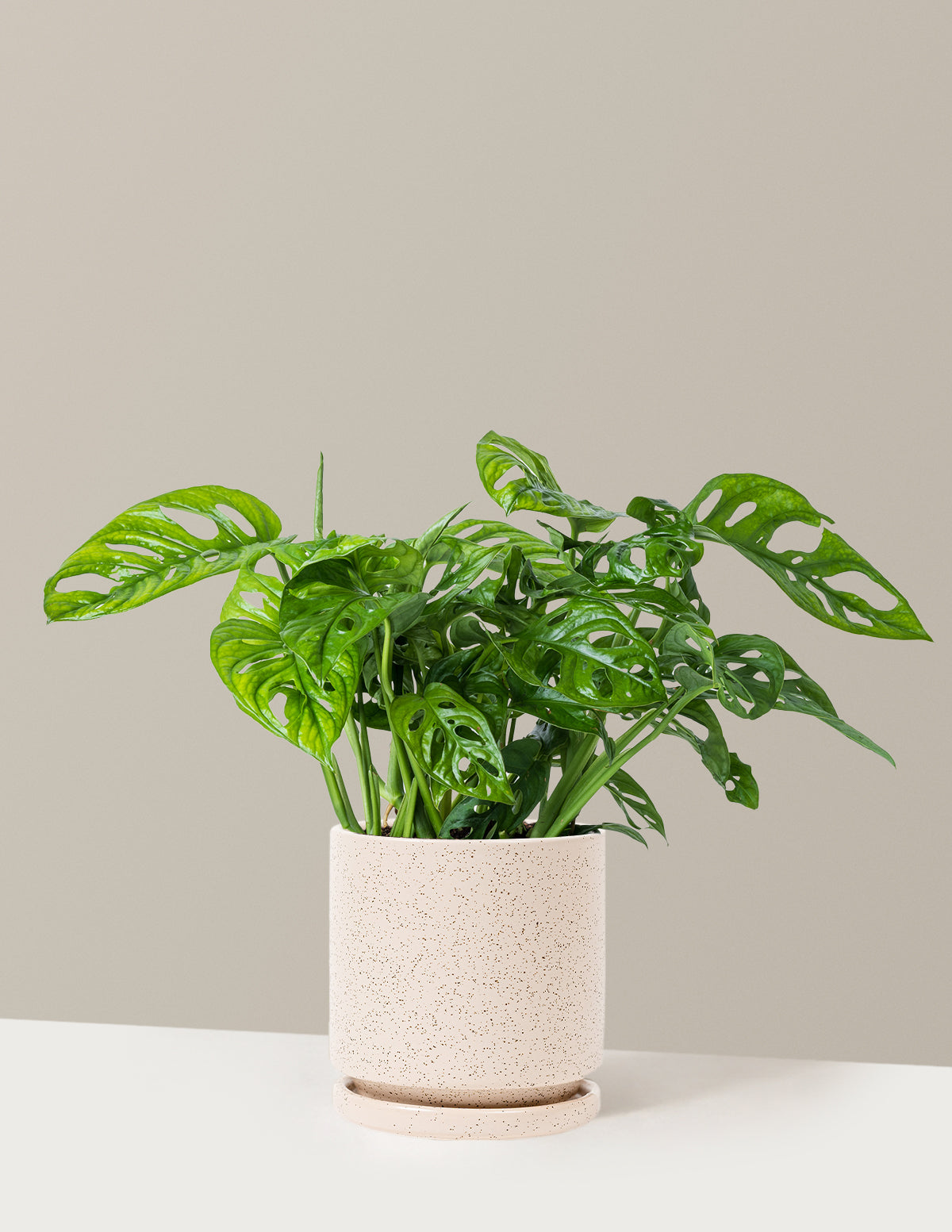 bundle | Medium | Isabella | White Sesame
