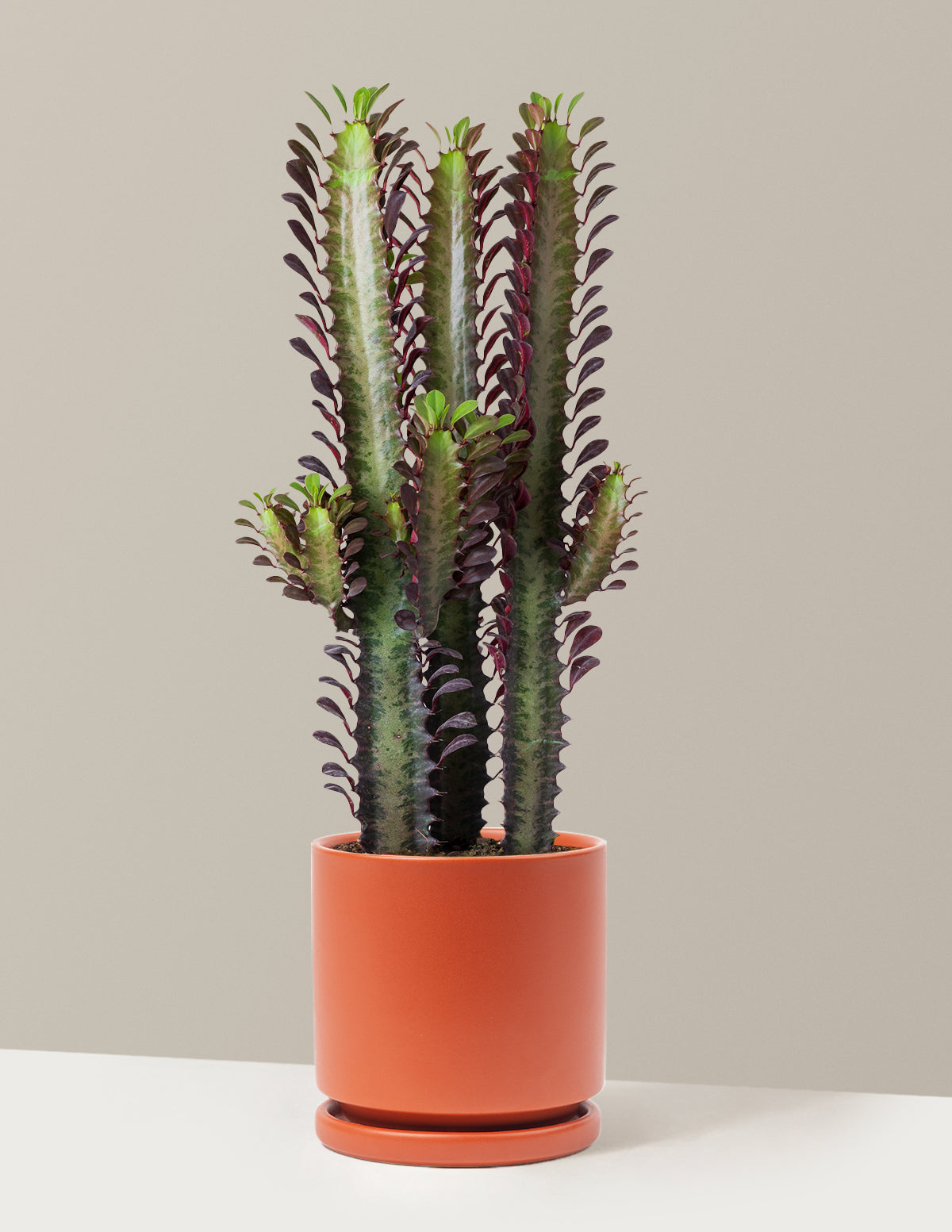 bundle | Medium | Isabella | Rust