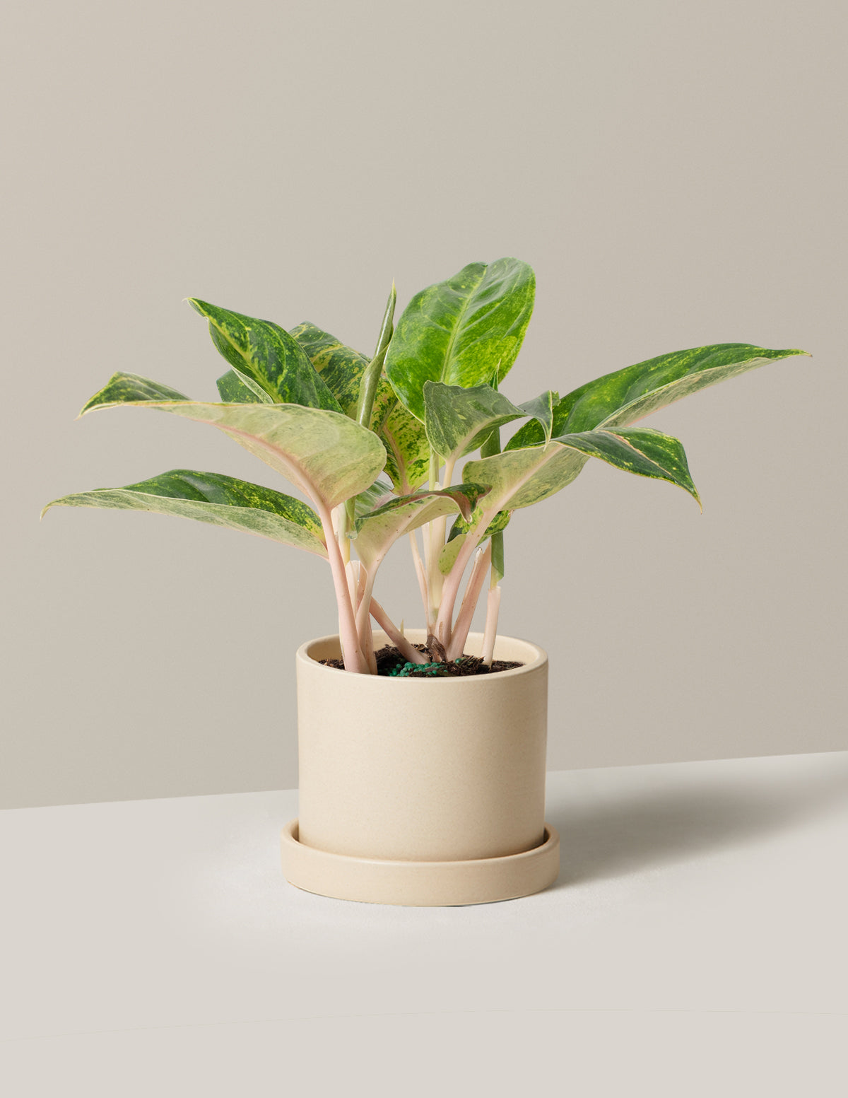 files/the-sill_Medium-Aglaonema-Green-Papaya_Medium_Hyde_Cream_Variant.jpg