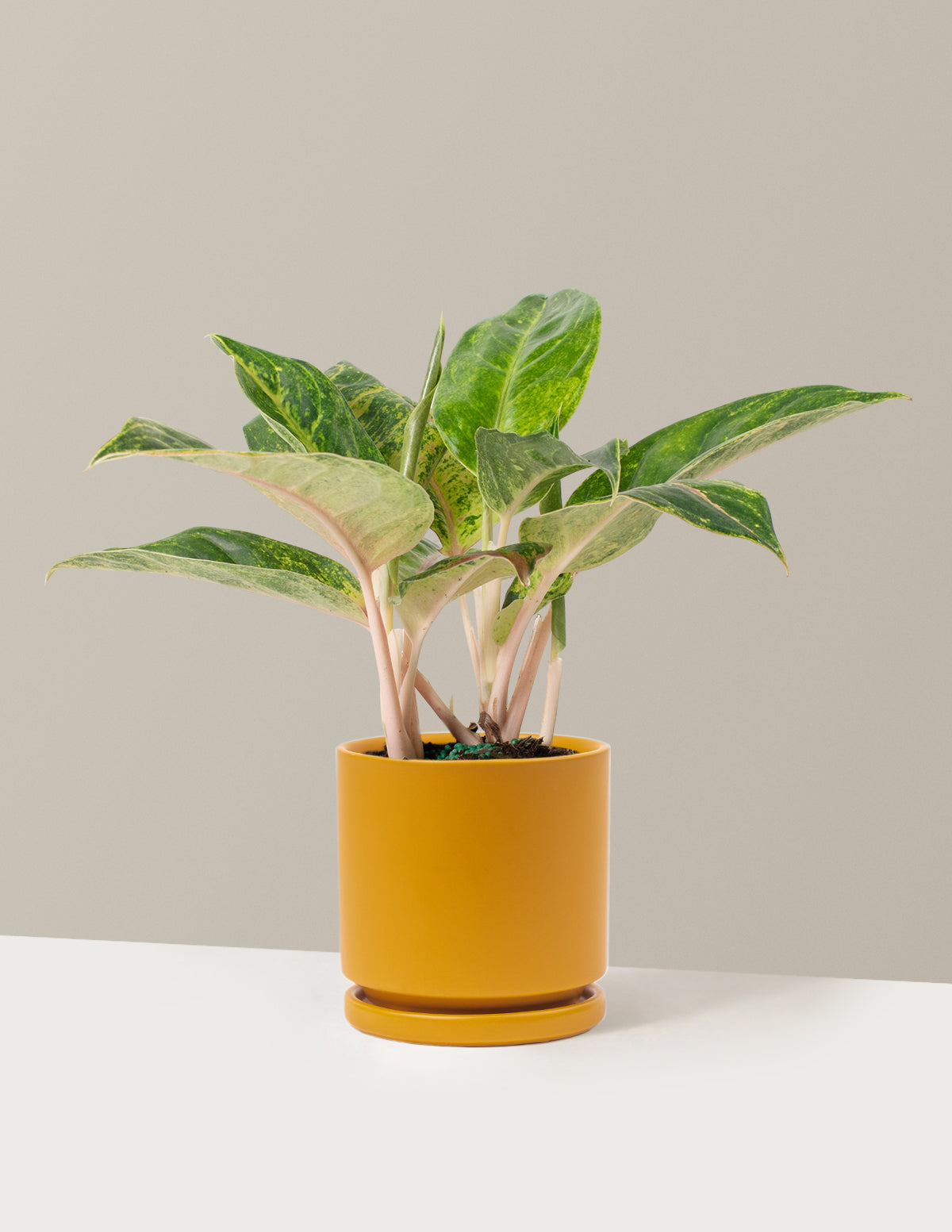 bundle | Medium | Isabella | Mustard