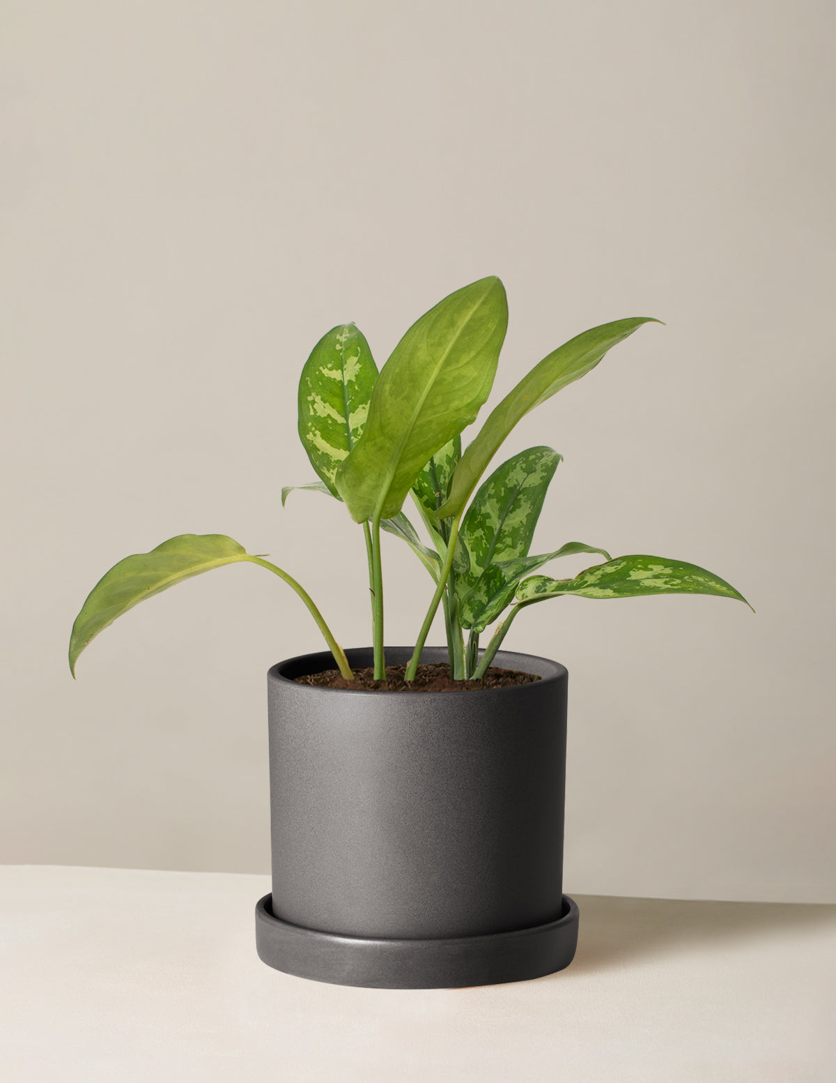 files/the-sill_Medium-Aglaonema-Maria_Medium_Hyde_Black_Variant.jpg