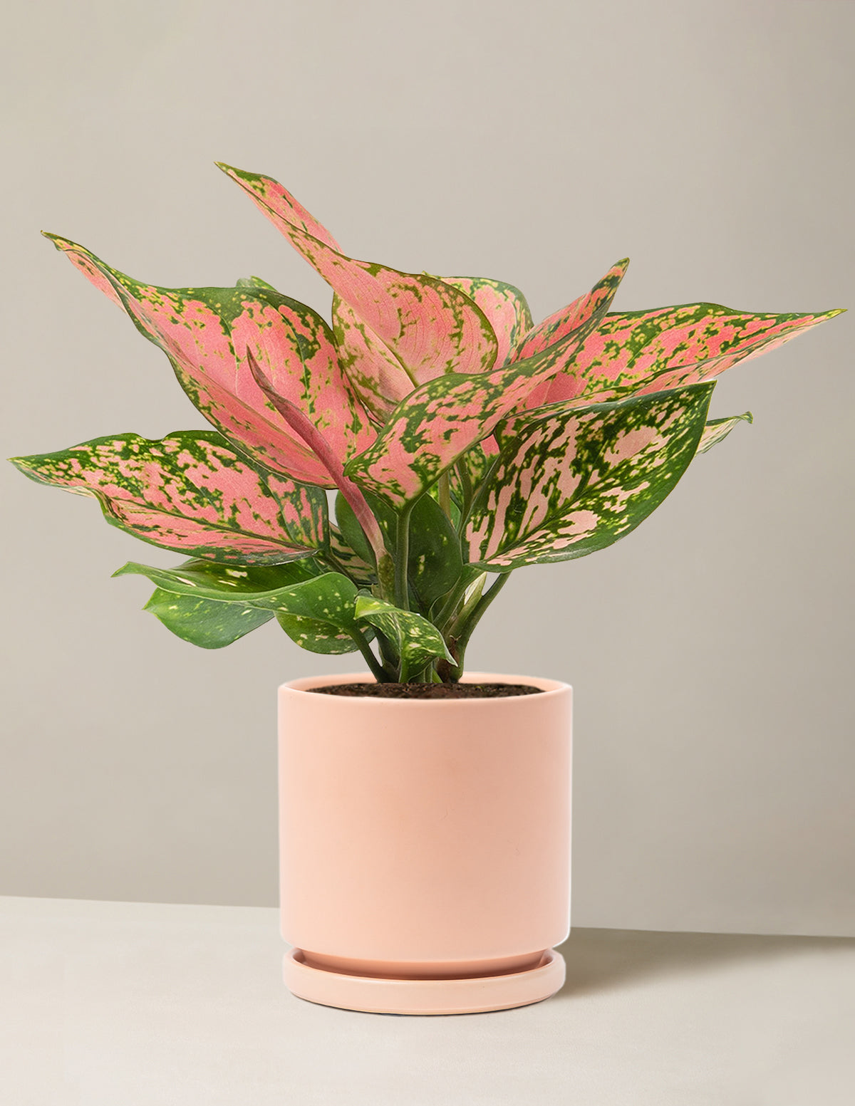 files/the-sill_Medium-Aglaonema-Wishes_Medium_Isabella_Blush_Variant_3c45c948-f504-4a9c-bf34-762698f6ddd7.jpg