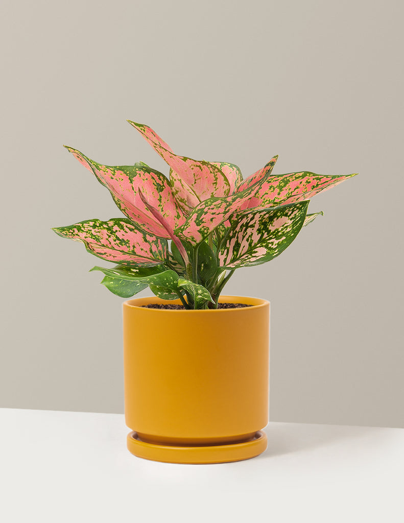 How to care for a Aglaonema Wishes