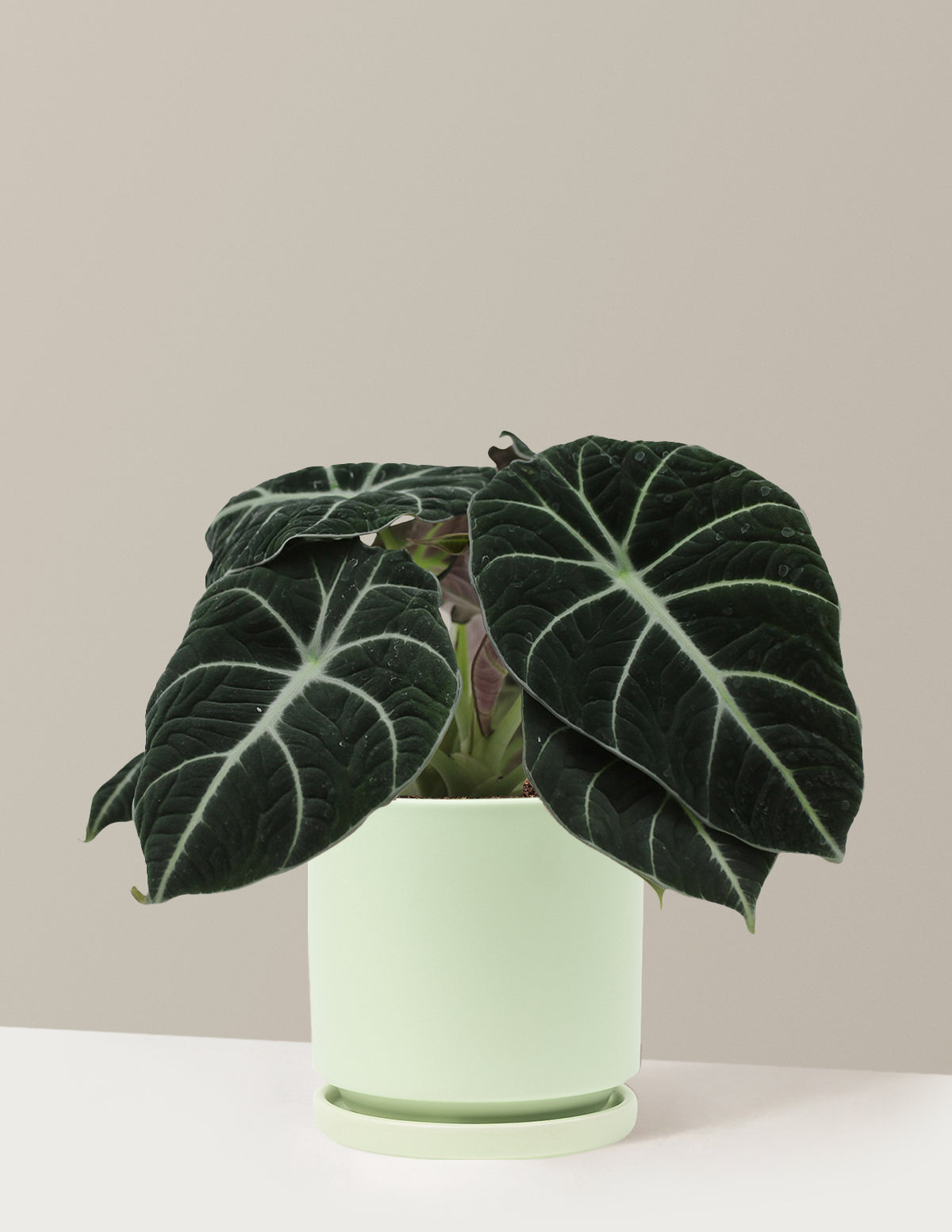 files/the-sill_Medium-Alocasia-Black-Velvet_Medium_Isabella_Sage_Variant.jpg
