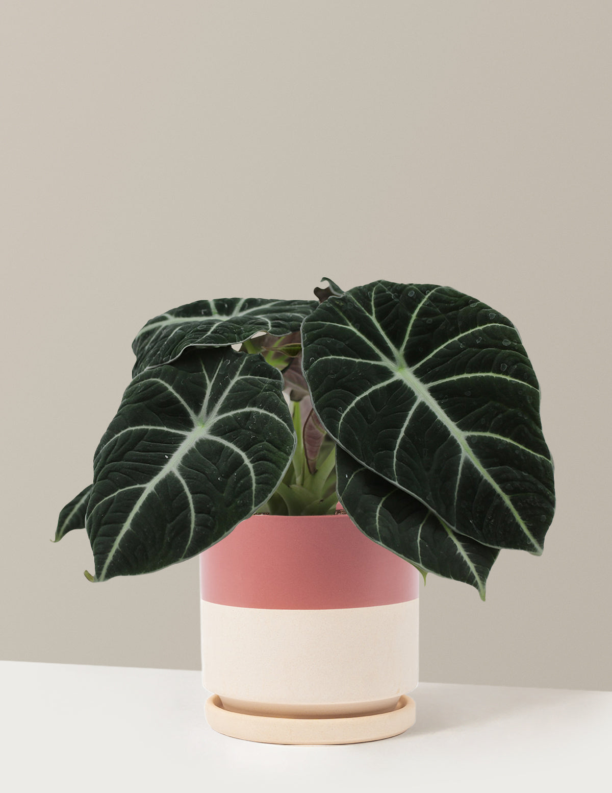 bundle | Medium | Isabella | Top Half Dusty Rose