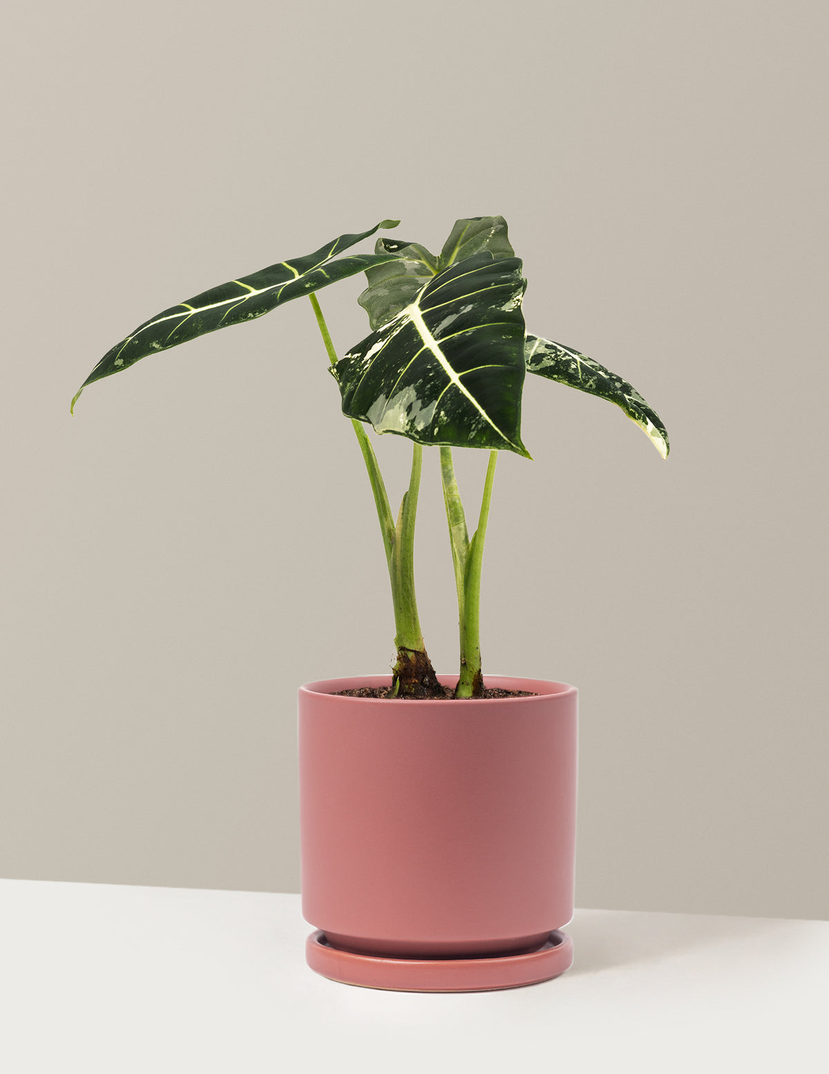 Alocasia Frydek Variegated