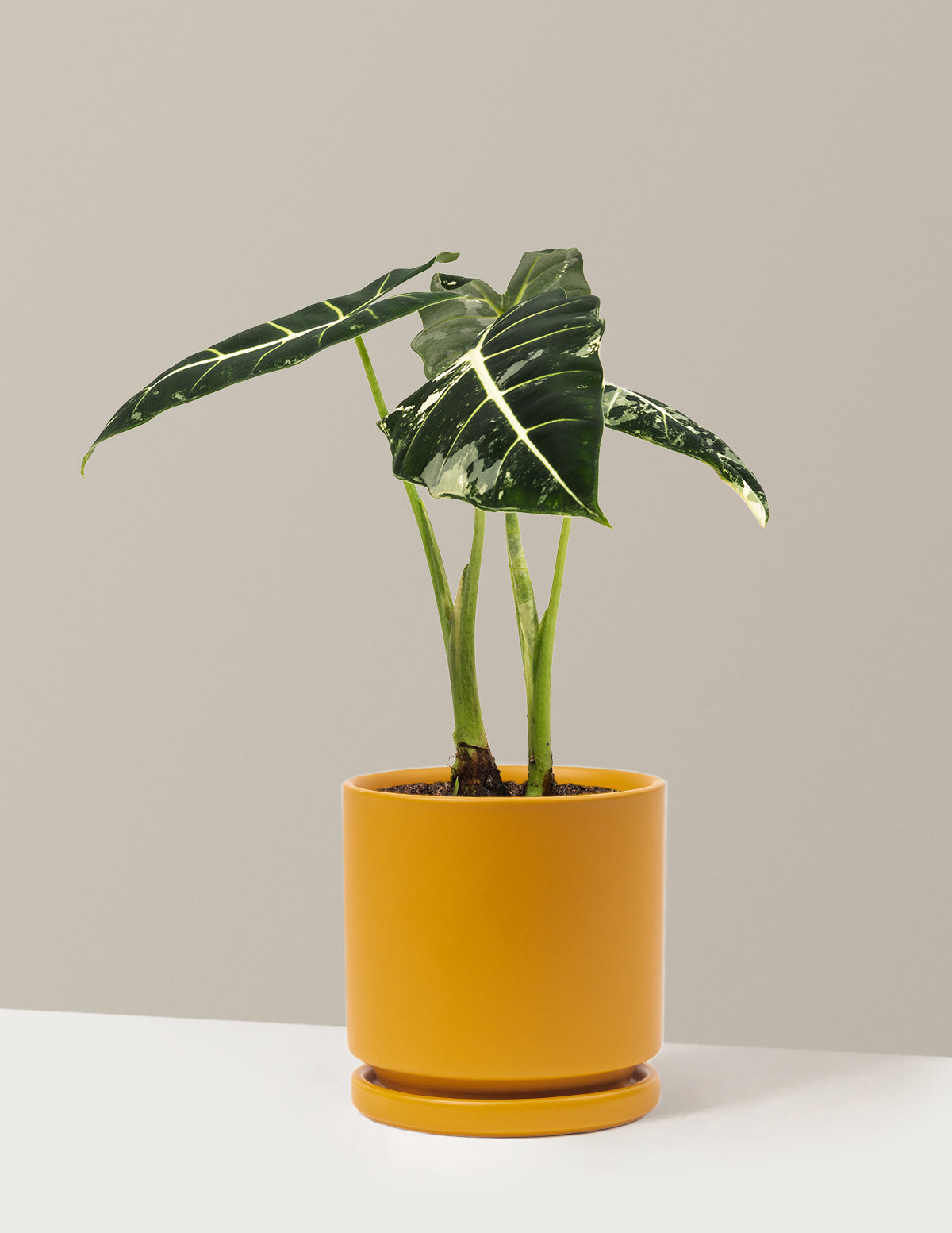 Alocasia Frydek Variegated