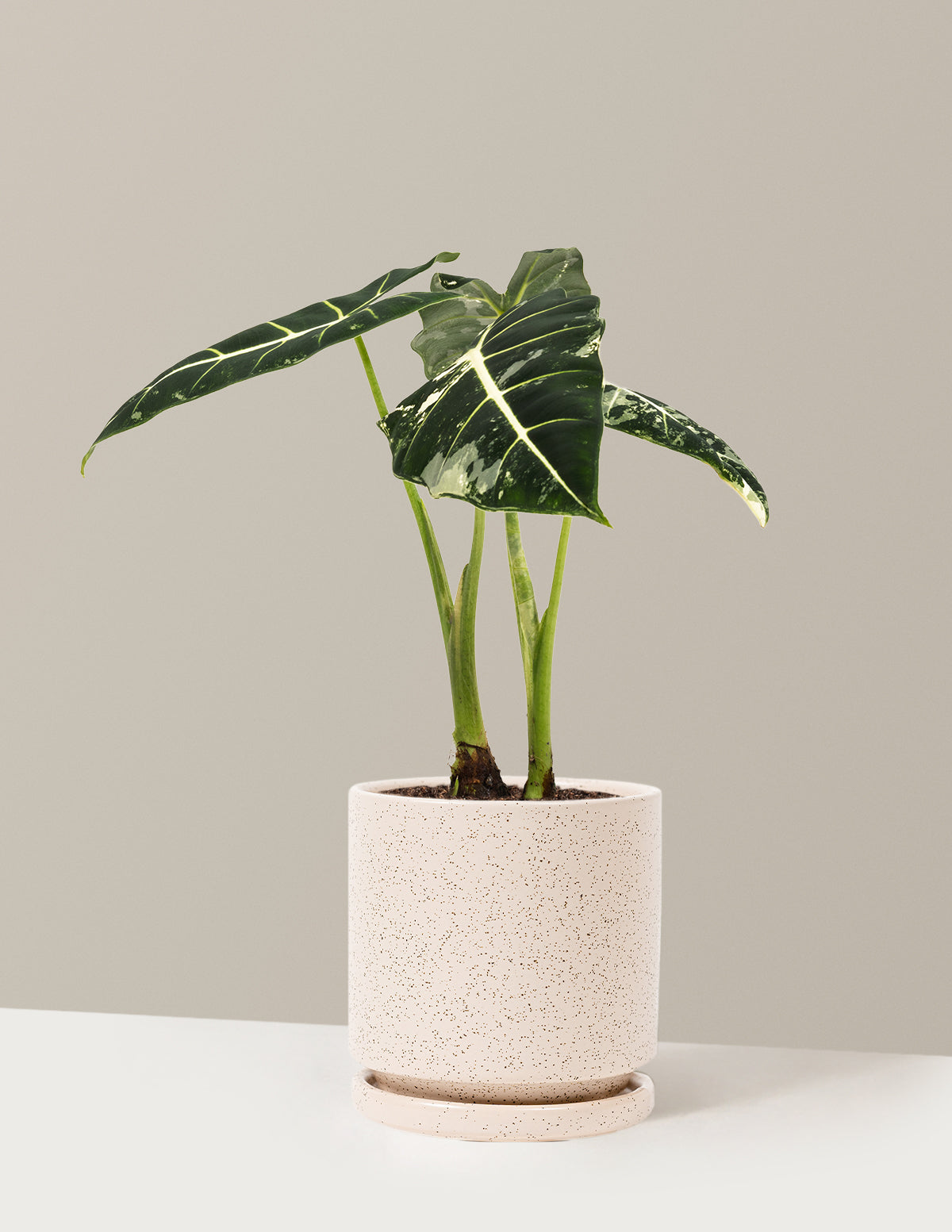 Alocasia Frydek Variegated