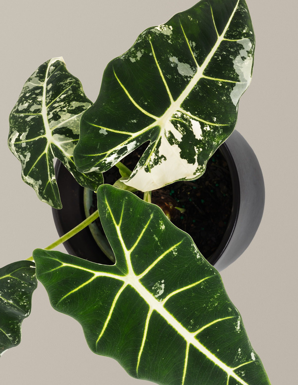 files/the-sill_Medium-Alocasia-Frydek_Medium_Gallery-1.jpg