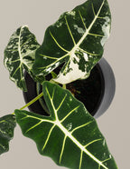 Alocasia Frydek Variegated