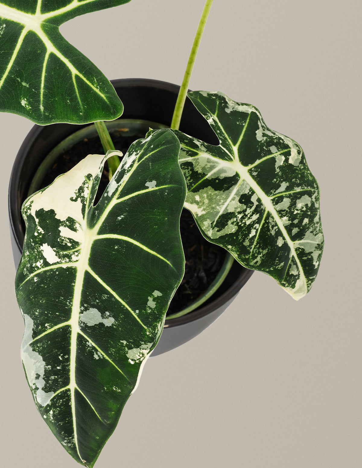Alocasia Frydek Variegated