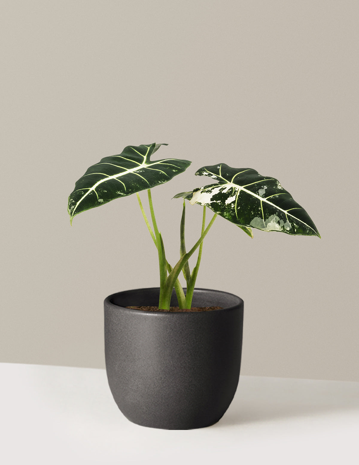 Alocasia Frydek Variegated