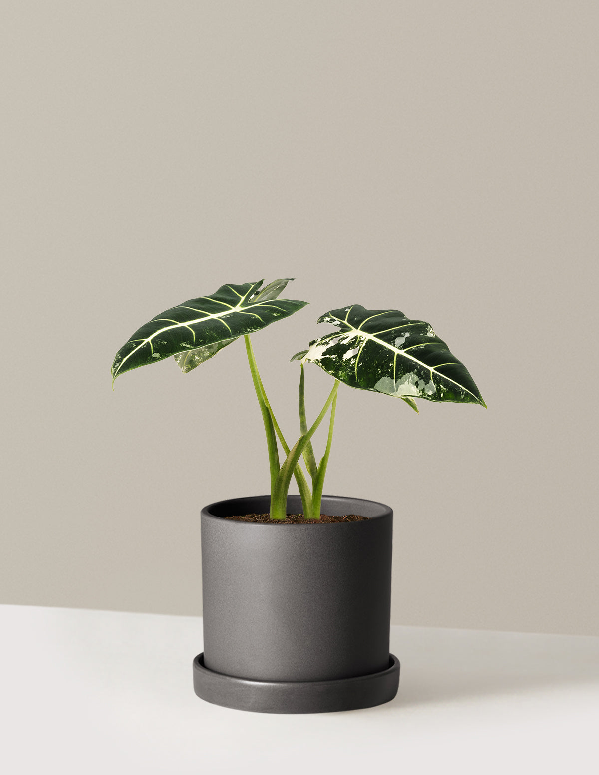 Alocasia Frydek Variegated