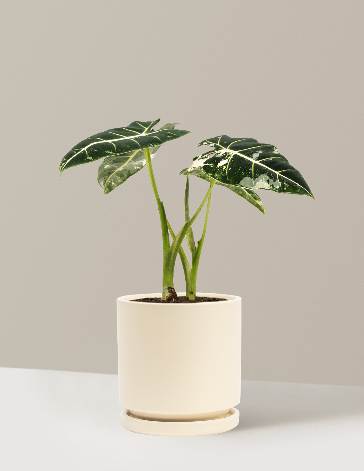 Alocasia Frydek Variegated