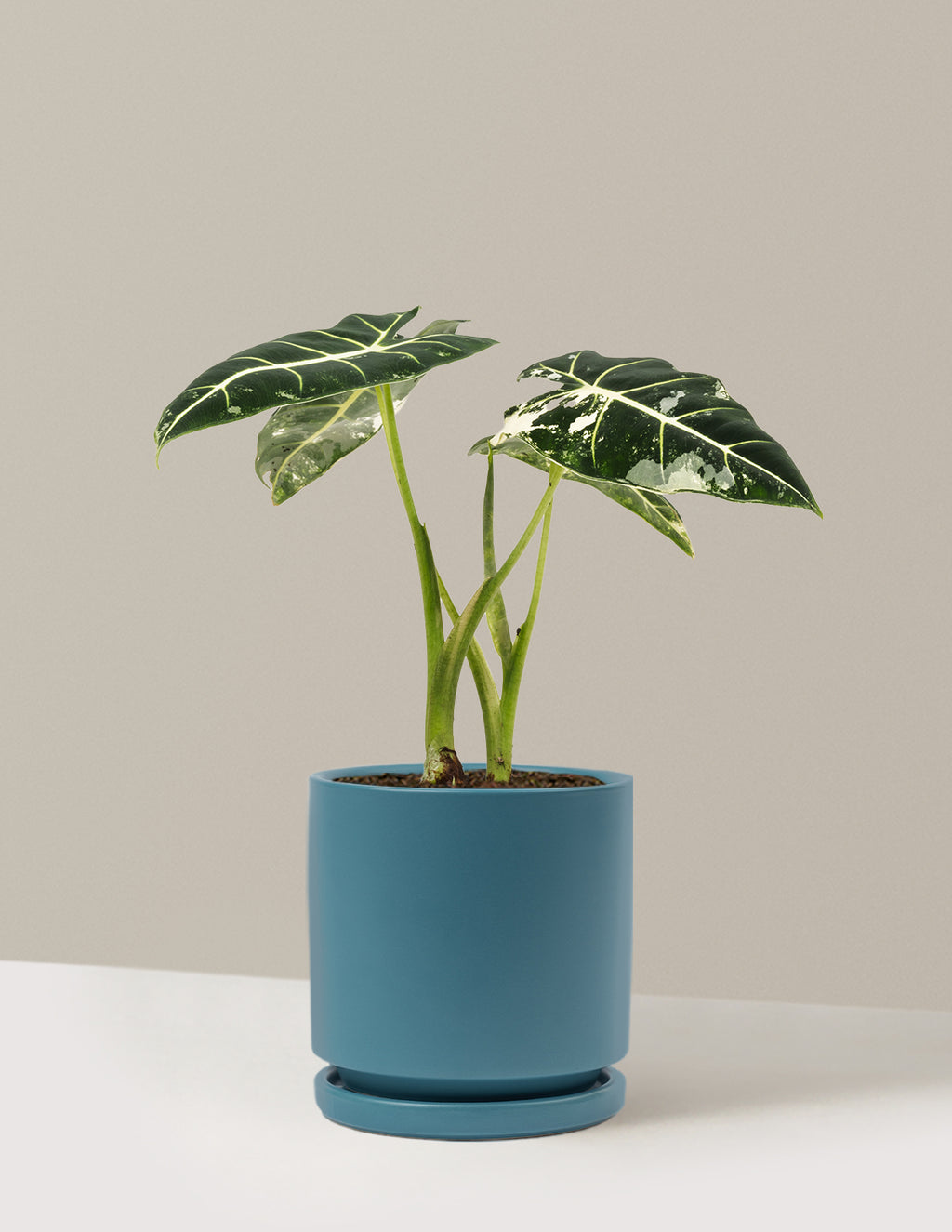 Alocasia Frydek Variegated