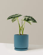 Alocasia Frydek Variegated