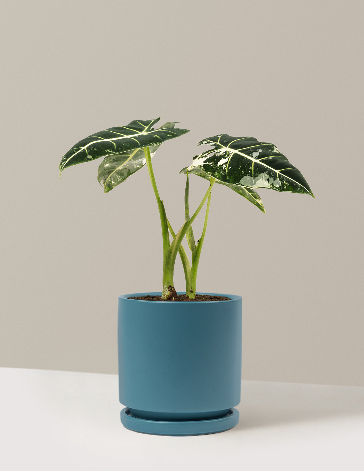 Alocasia Frydek Variegated