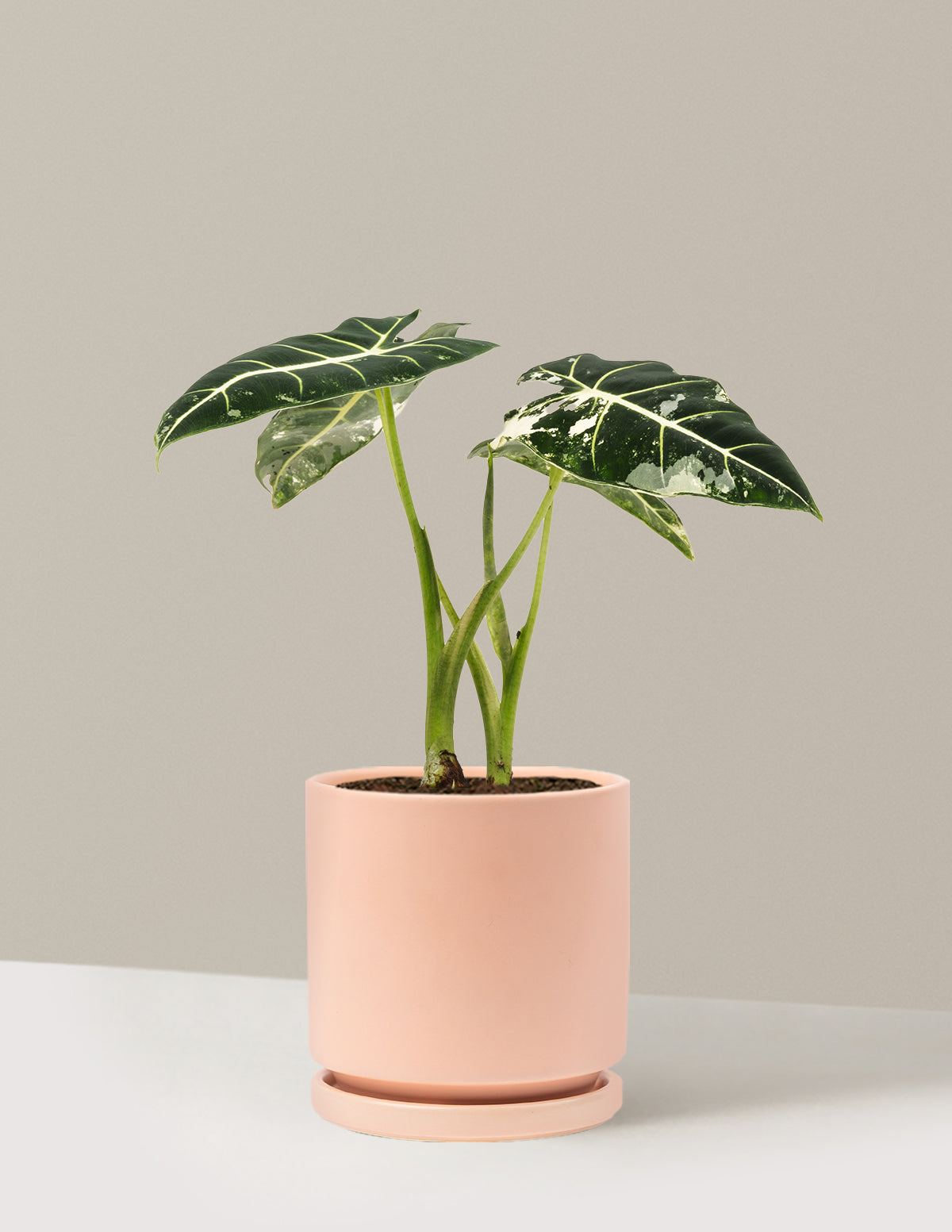 Alocasia Frydek Variegated