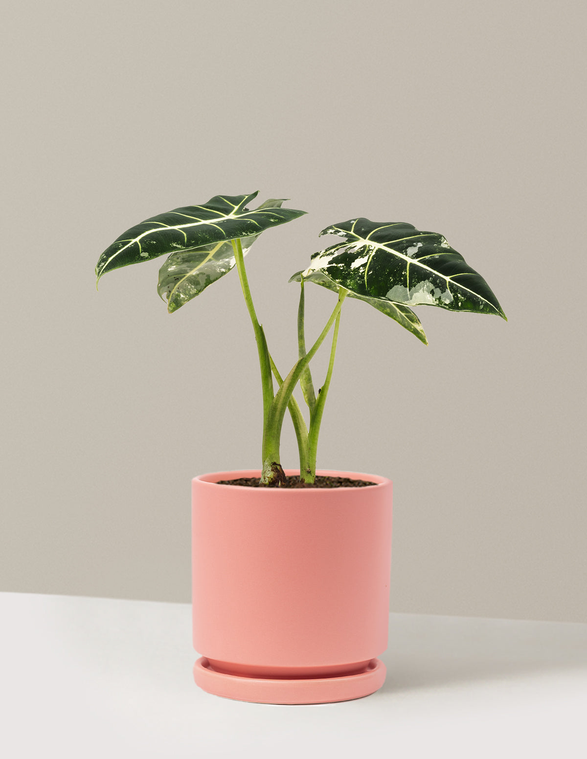 Alocasia Frydek Variegated