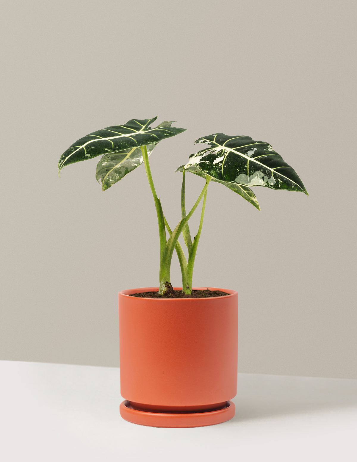 Alocasia Frydek Variegated