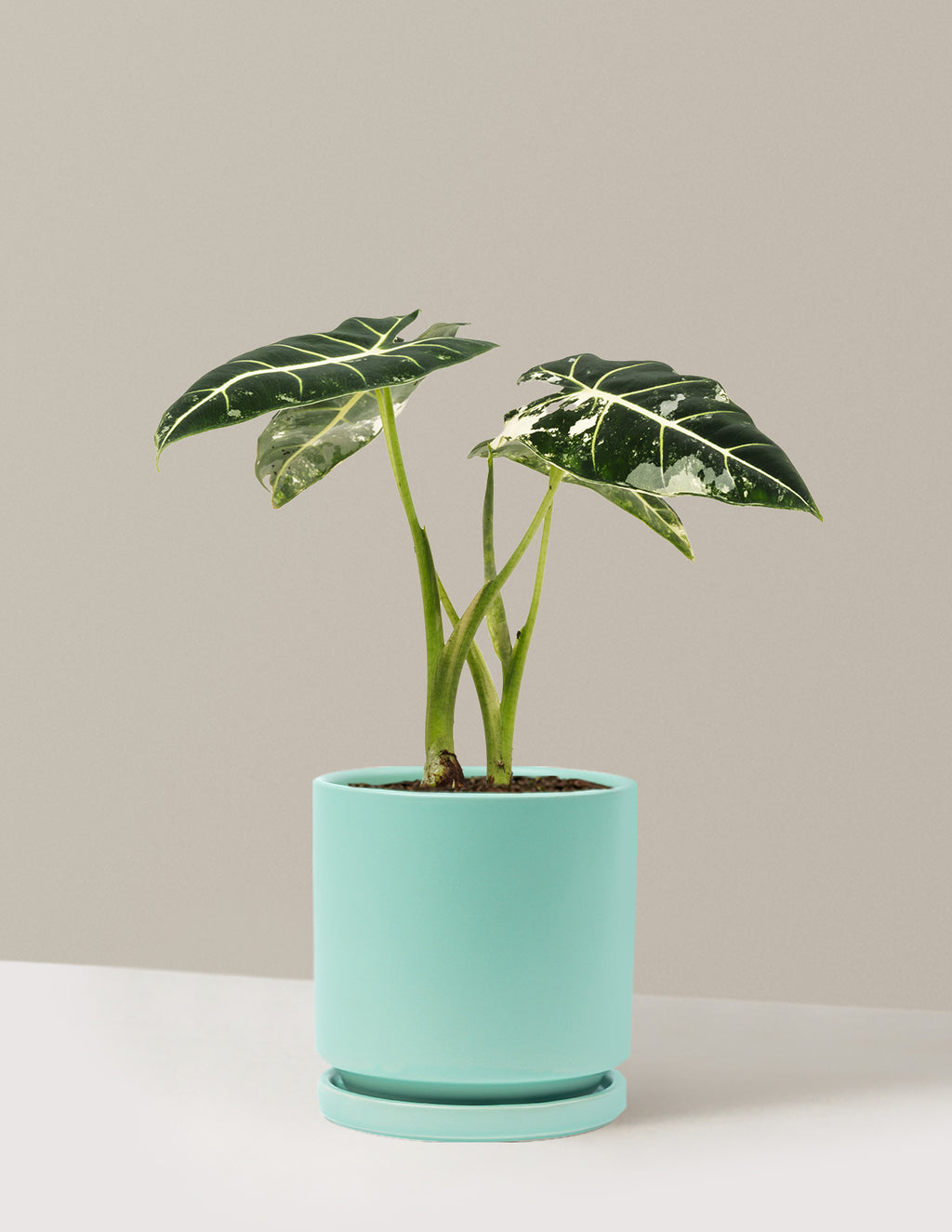 Alocasia Frydek Variegated