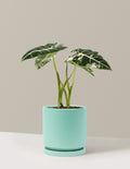 Alocasia Frydek Variegated