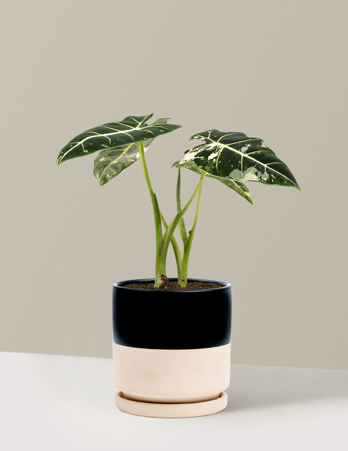 Alocasia Frydek Variegated