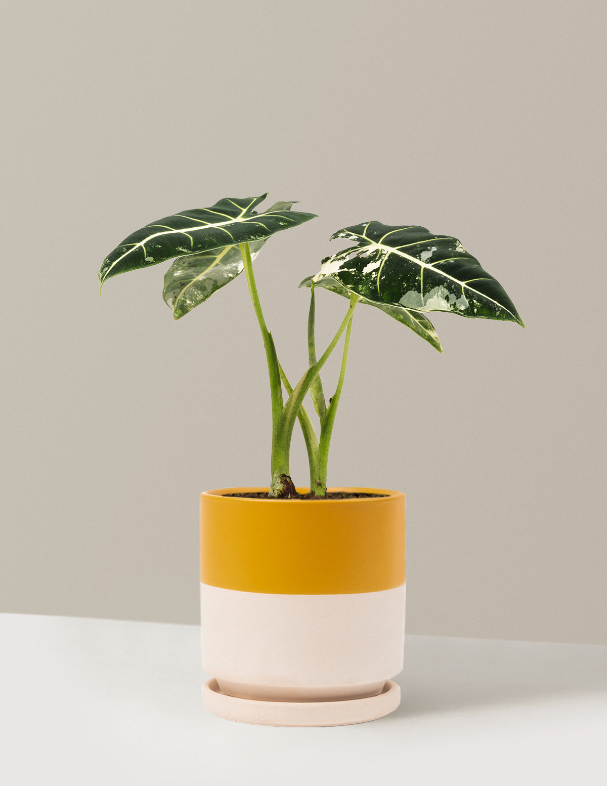 Alocasia Frydek Variegated