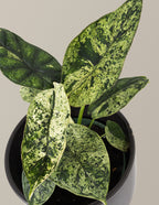 Alocasia Green Mint