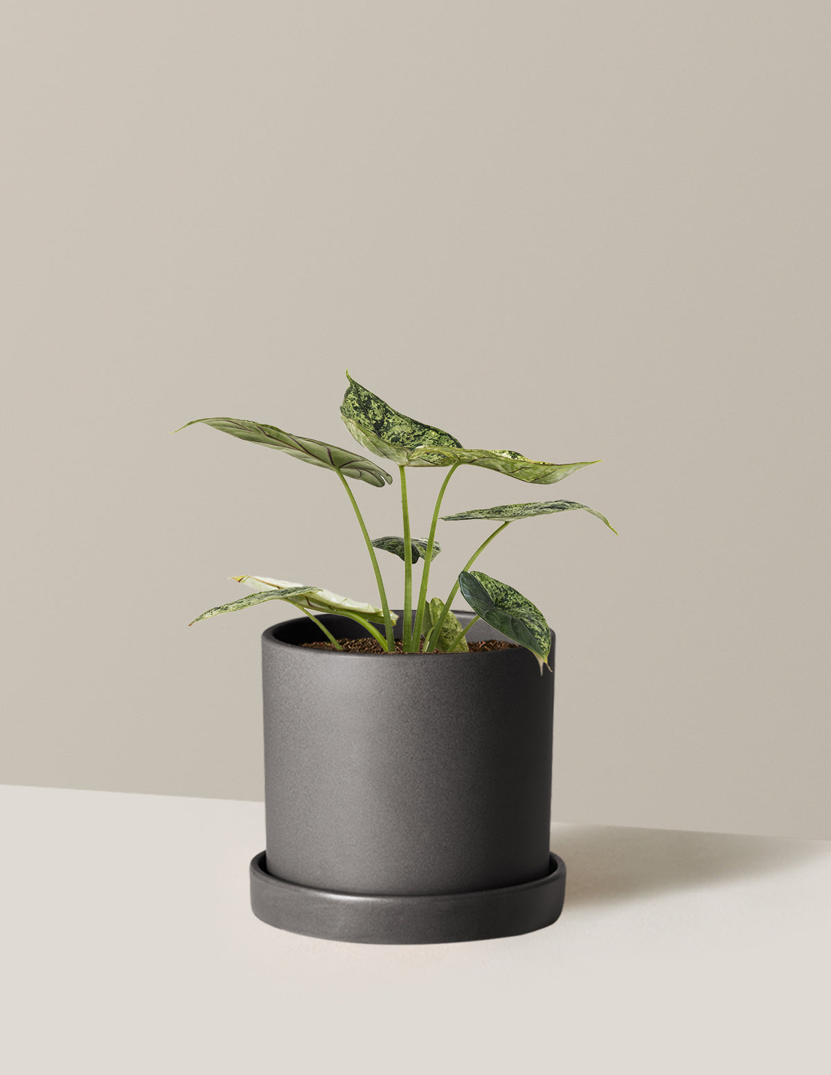Alocasia Green Mint