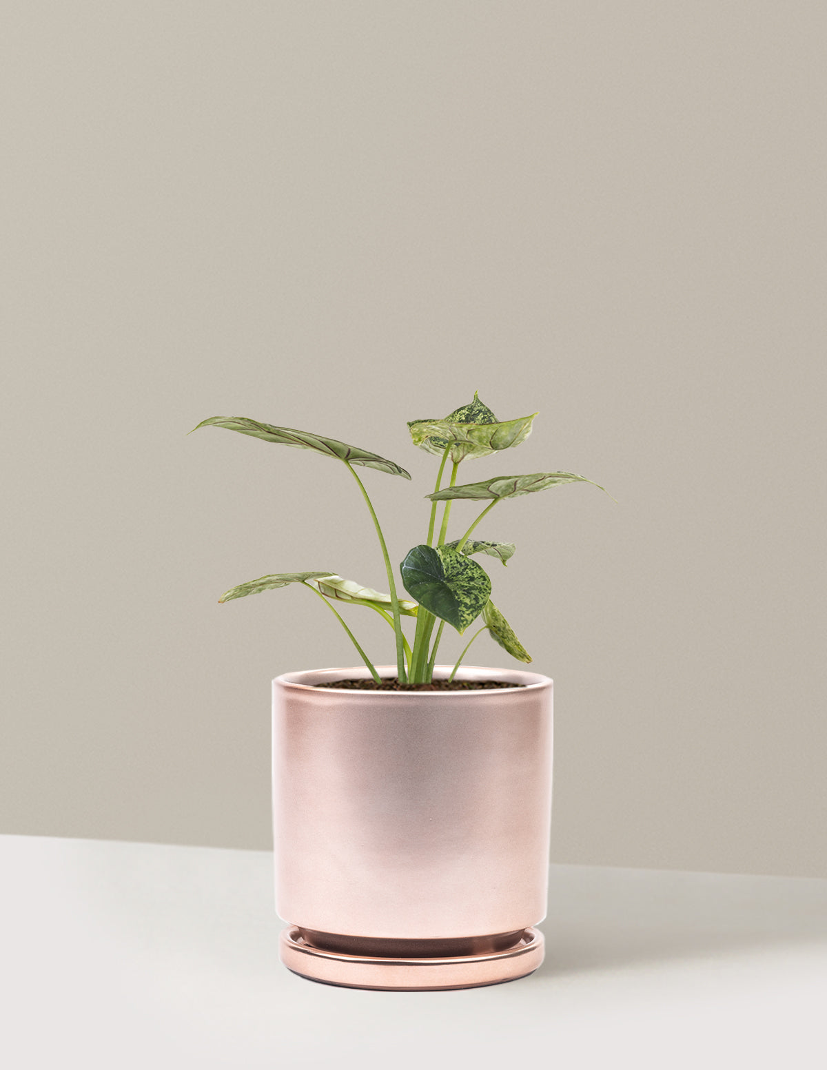 Alocasia Green Mint