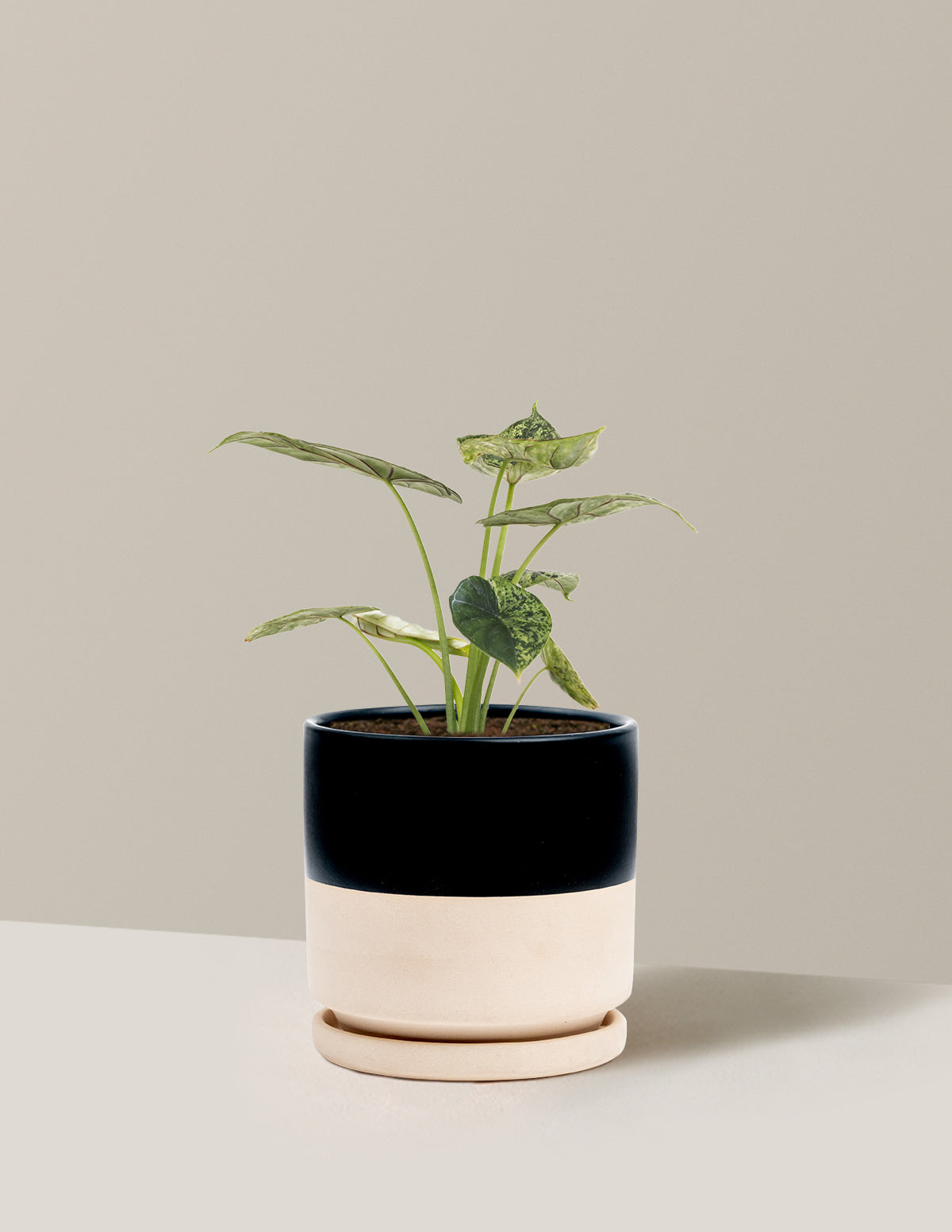 Alocasia Green Mint