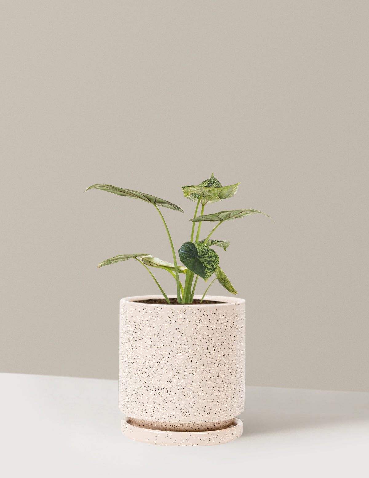 Alocasia Green Mint