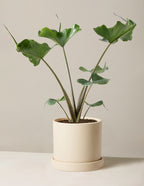 Alocasia Stingray