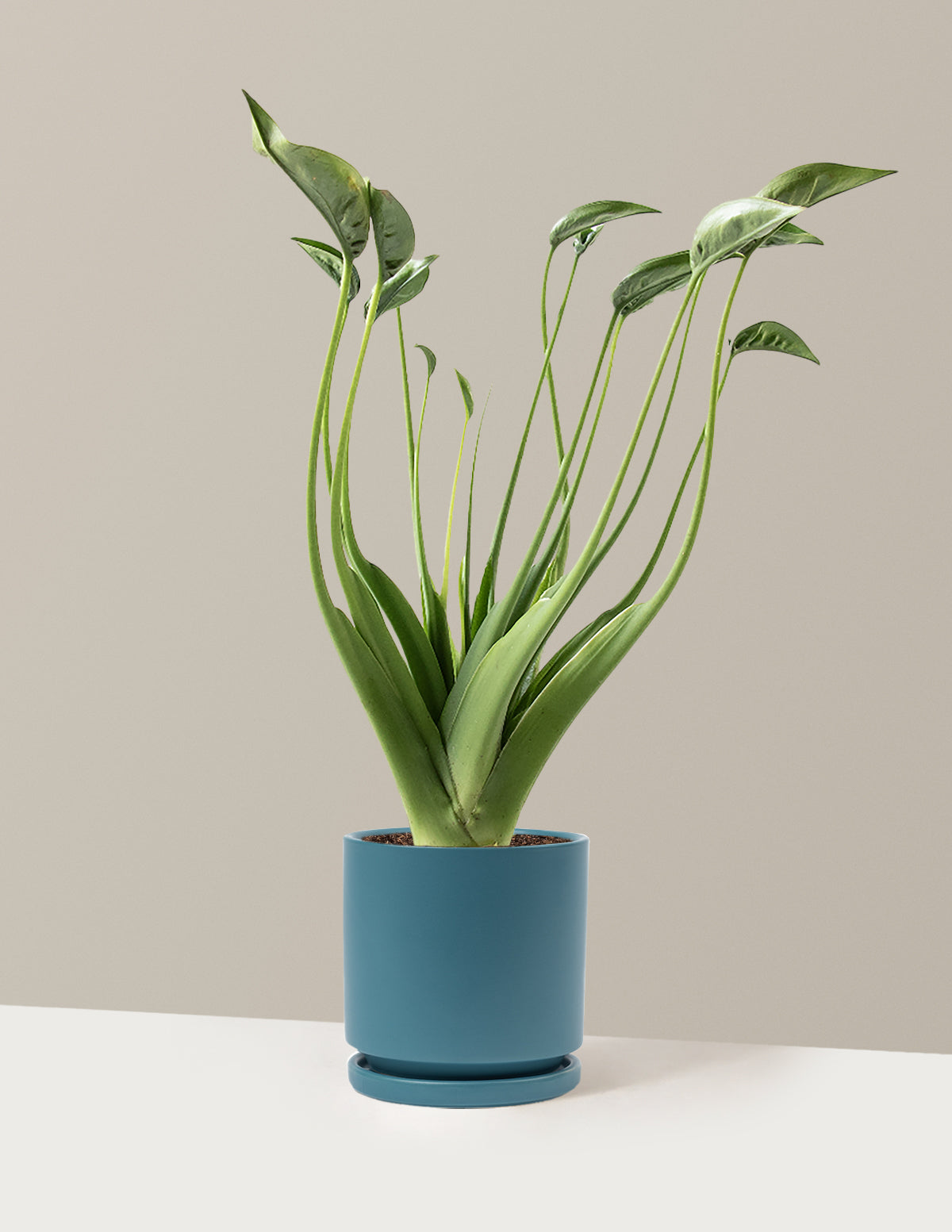 bundle | Medium | Isabella | Antique Teal