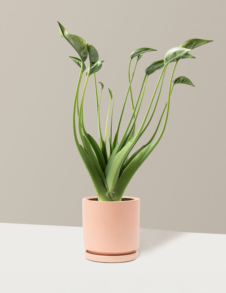 How to care for a Alocasia Tiny Dancer