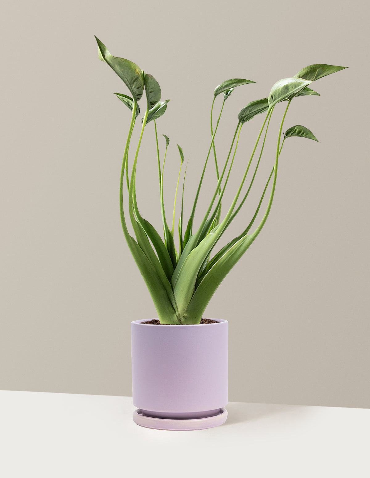 files/the-sill_Medium-Alocasia-Tiny-Dancer_Medium_Isabella_Lavender_Variant.jpg