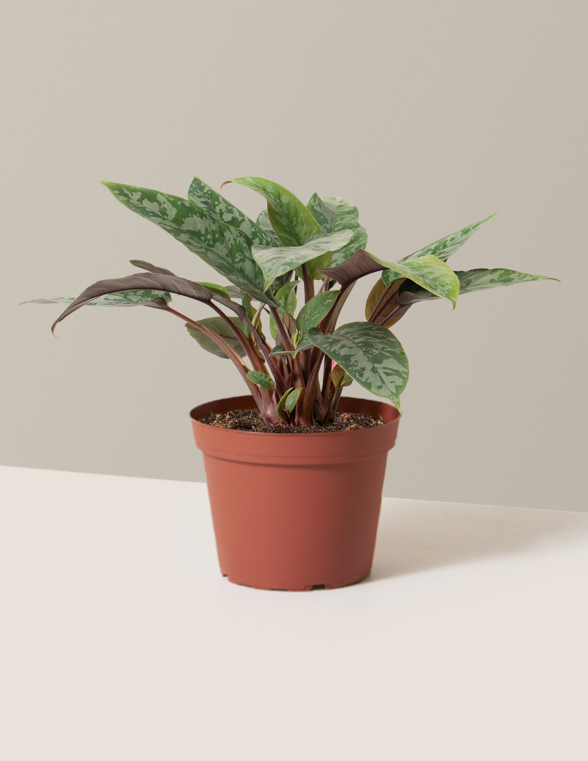 bundle | Medium | Grow Pot