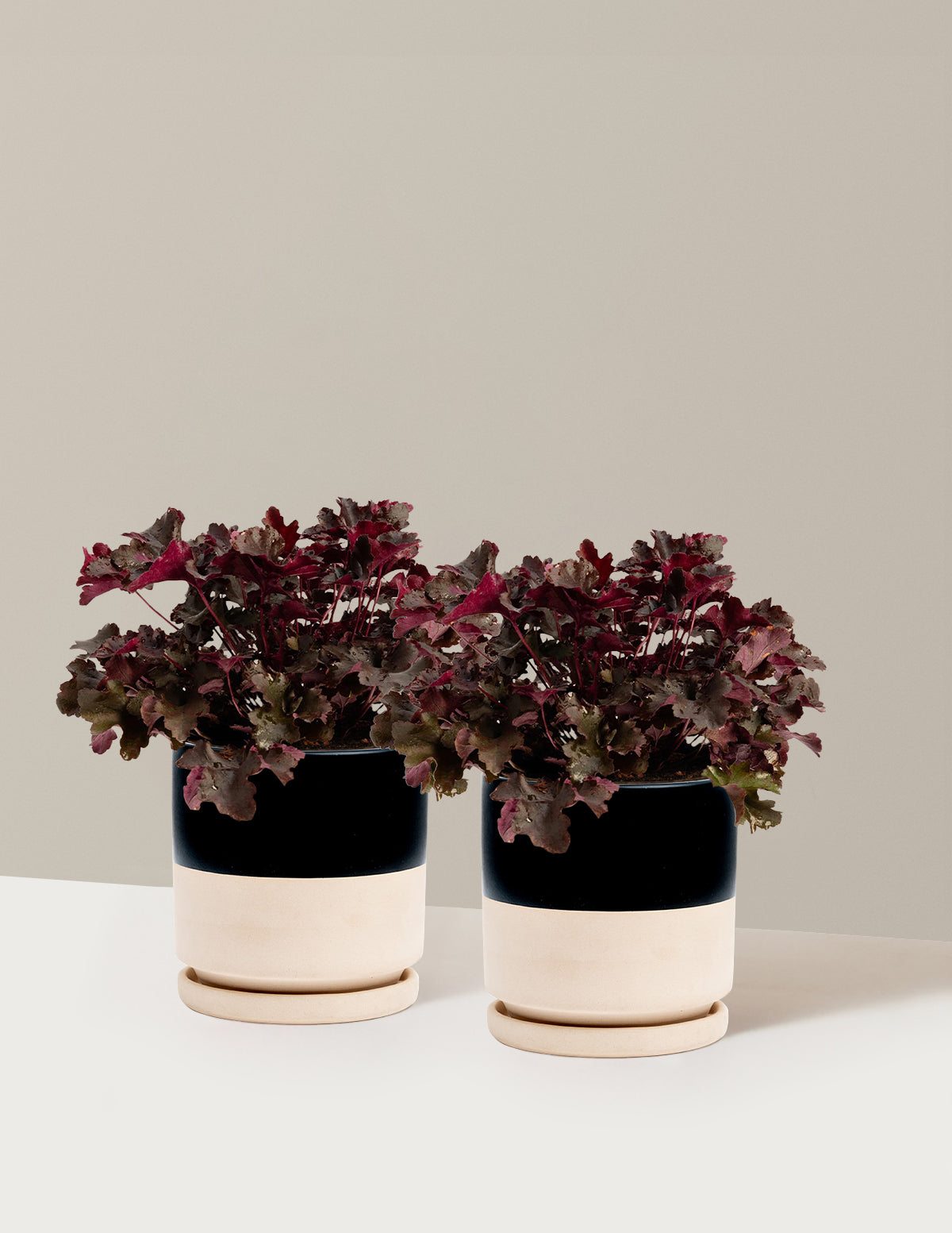 bundle | 1 Gallon - 2-Pack | Isabella | Top Half Black