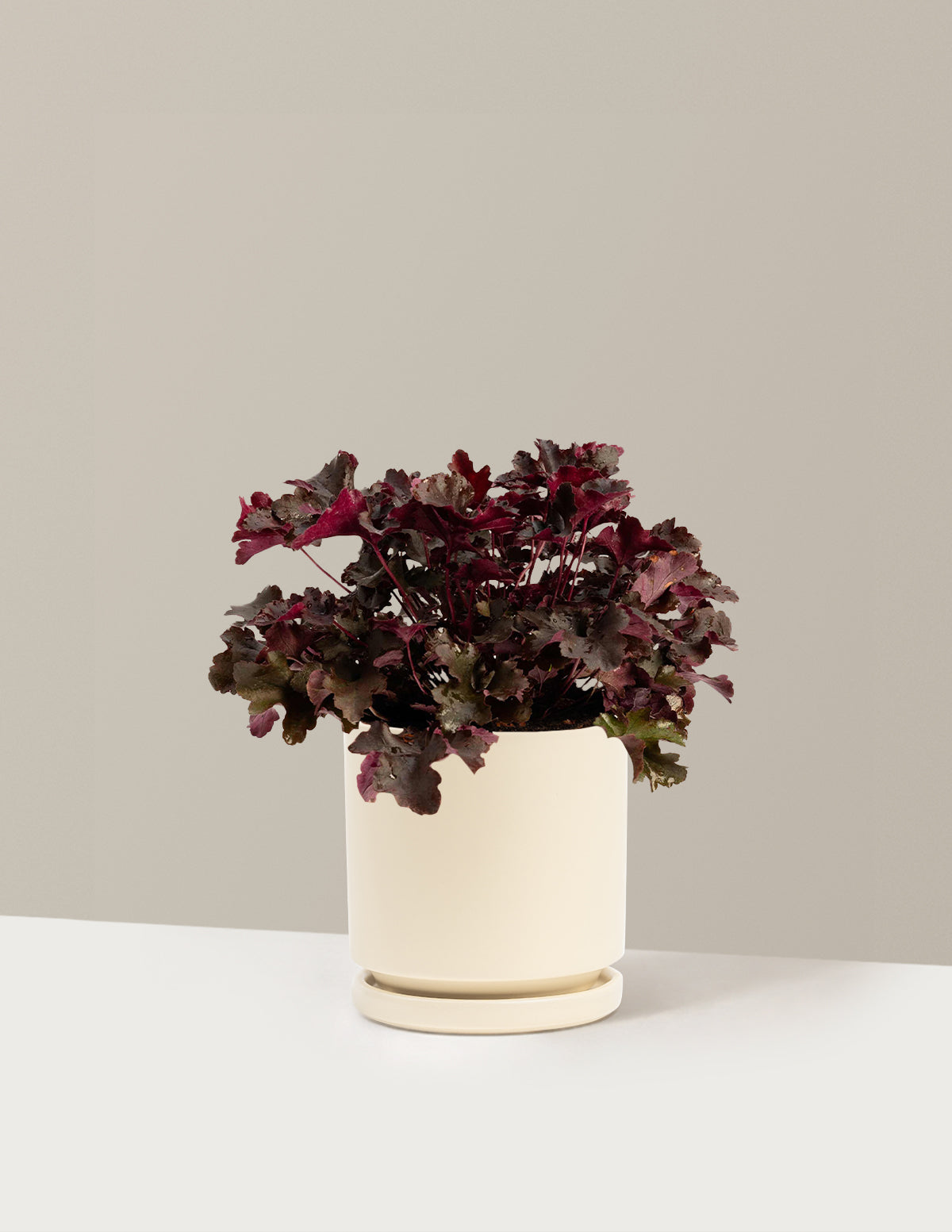 files/the-sill_Medium-Balboa-Sunset-Heuchera_Medium-Isabella-Almond_Variant.jpg