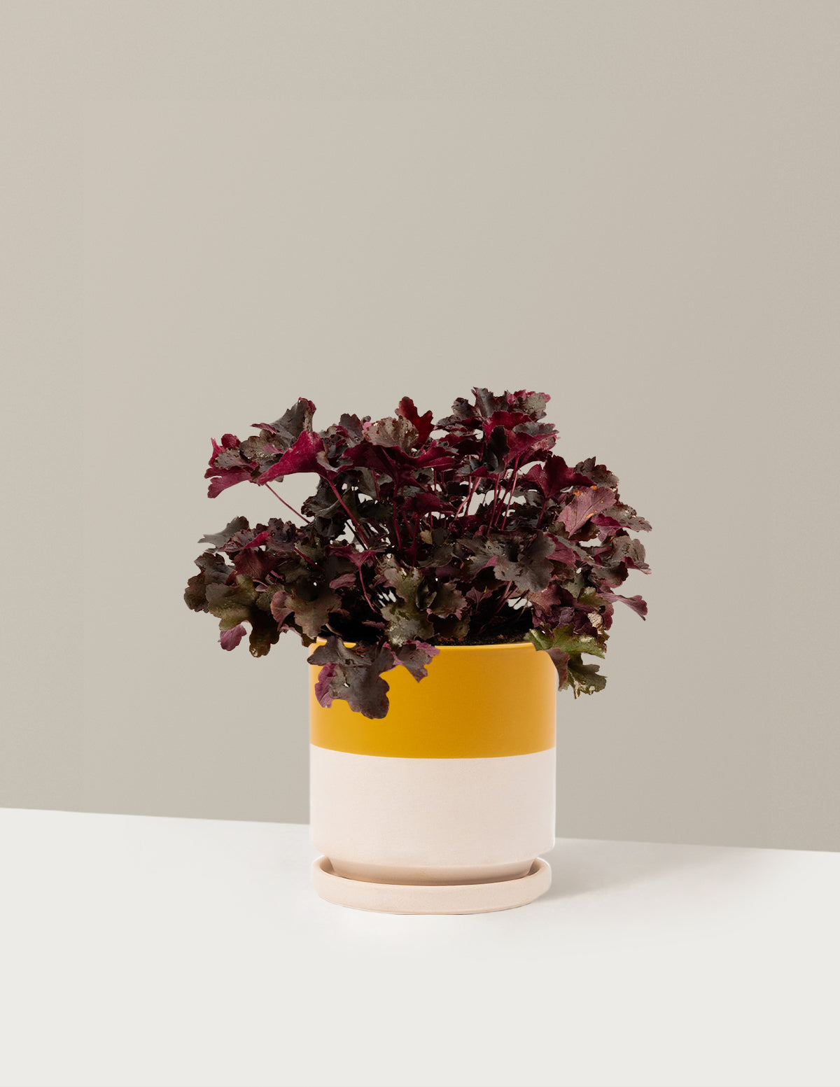 bundle | 1 Gallon - Single | Isabella | Top Half Mustard