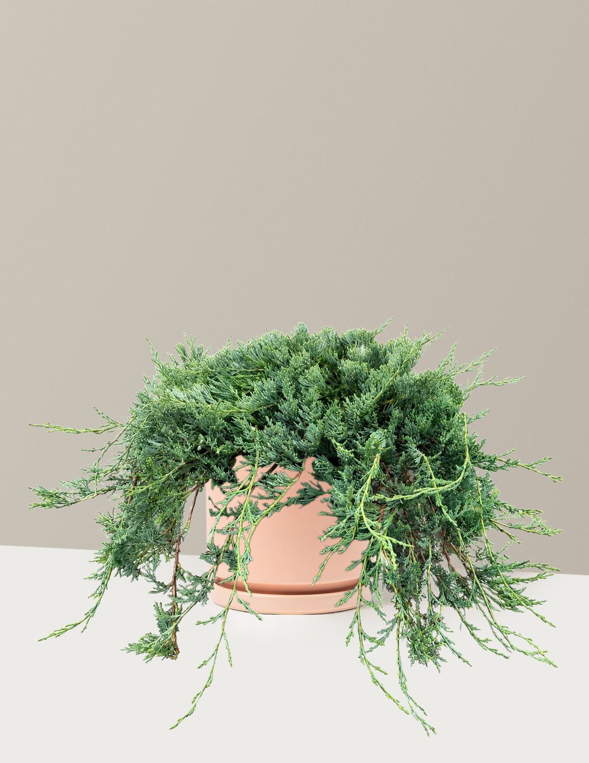 files/the-sill_Medium-Bar-Harbor-Juniper_Medium_Isabella-Blush_Variant.jpg